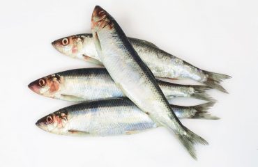 North Sea herring fishery