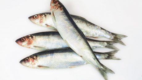North Sea herring fishery