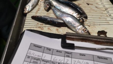 Scottish pelagic fishermen