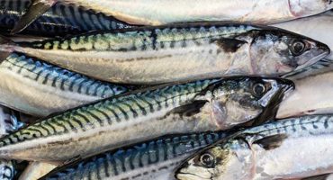 Scottish mackerel catchers and processors call for swift international agreement to ensure sustainability of the stock