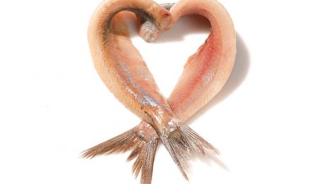 First herring of the year at Peterhead