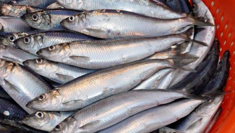 New drug derived from herring prevents heart disease