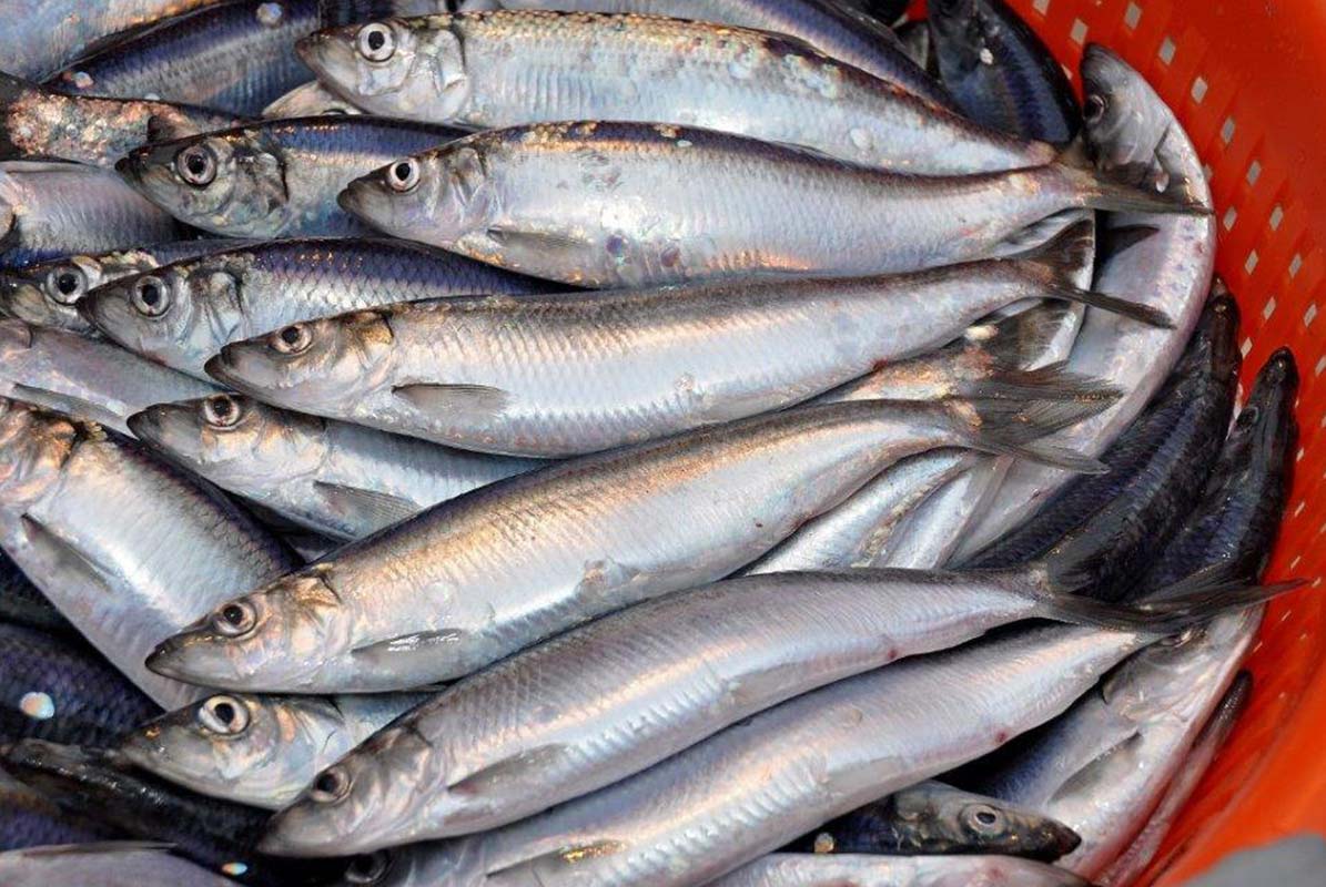 New drug derived from herring prevents heart disease