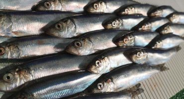 Scottish herring fishermen pioneer new science work