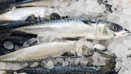 Advocacy group alarmed at Norway mackerel quota grab