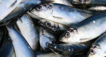 A diet with more fish fats can reduce migraine headaches