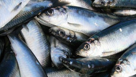 A diet with more fish fats can reduce migraine headaches