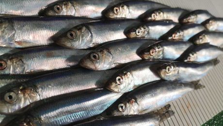 New strategic partnership between SPFA and Shetland UHI will boost pelagic fish stock science