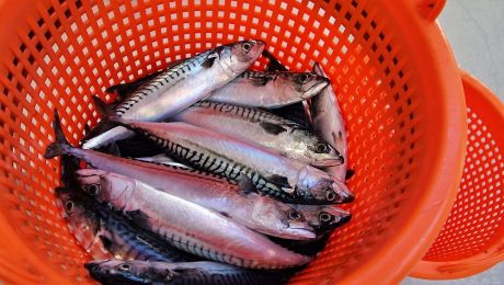 The low carbon footprint of the Scottish mackerel and herring fishery