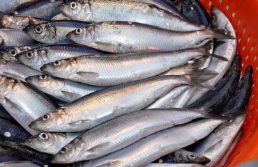 SPFA welcomes agreement on UK-EU-Norway herring