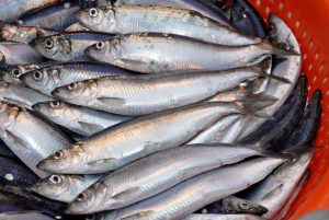 UK-Norway fisheries agreement for 2022