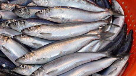 UK-Norway fisheries agreement for 2022