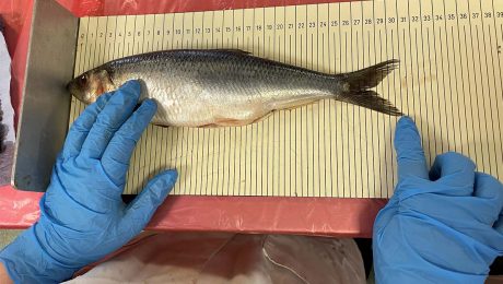 Working together to manage Scotland's fish stocks