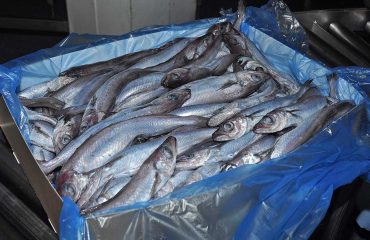 Scots pelagic fishers condemn Russia-Faroe blue whiting arrangement