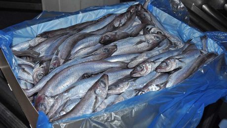 Scots skipper writes to PM asking why Russian freezer trawlers are allowed to fish in UK shared zone with Faroes