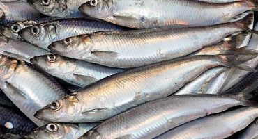 Put super tasty North Sea herring on the menu this summer