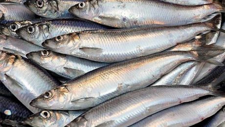 Put super tasty North Sea herring on the menu this summer