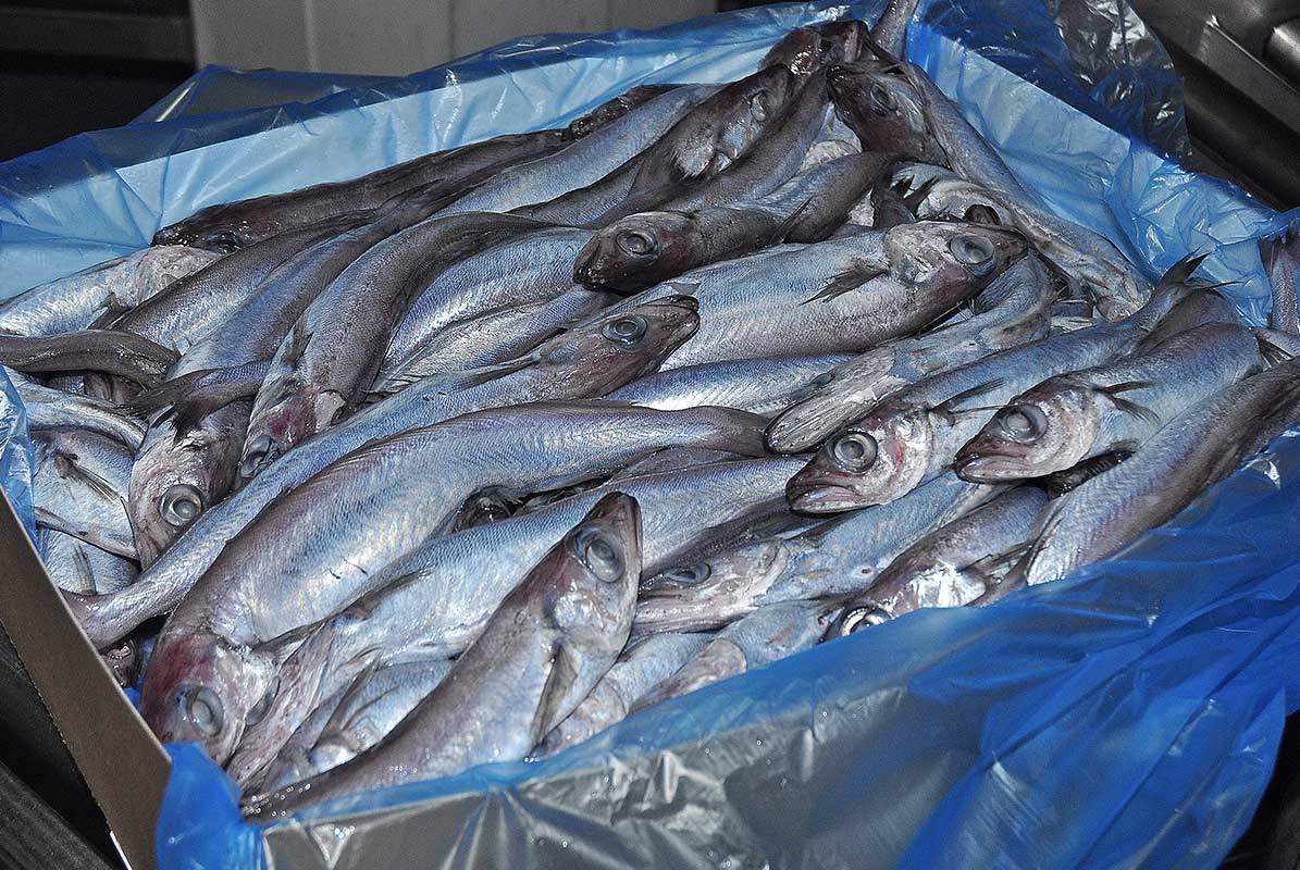 The important role blue whiting can play in global food security