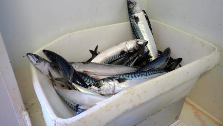 Scottish fishing group calls out MCS advice to avoid eating mackerel