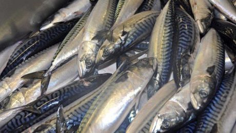 The Fatter the Better