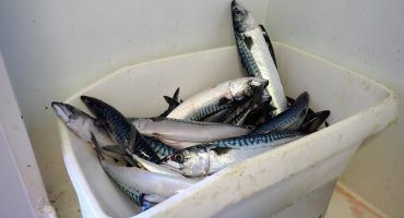 Scottish mackerel sector calls for resolution to quota share dispute