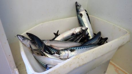 Scottish mackerel sector calls for resolution to quota share dispute