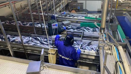 Quality and sustainability at heart of Scottish pelagic processing operation