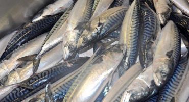 Boost for Scottish mackerel as demand from Japan soars
