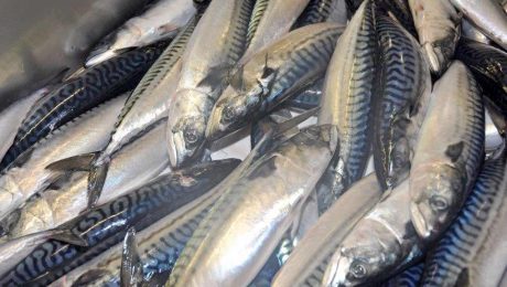 Boost for Scottish mackerel as demand from Japan soars
