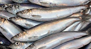 Pelagic fish in diet bring immense benefits, says new study