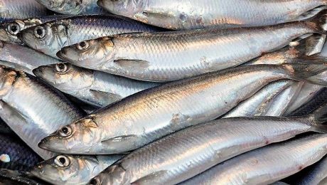 Pelagic fish in diet bring immense benefits, says new study