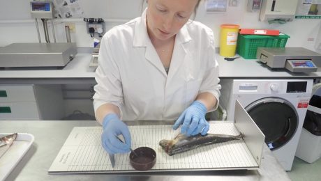 Scottish pelagic data collection programme paves way for further collaboration