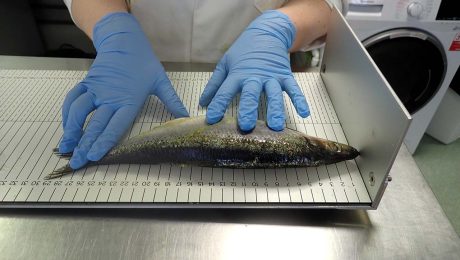 How co-sampling and self-sampling works