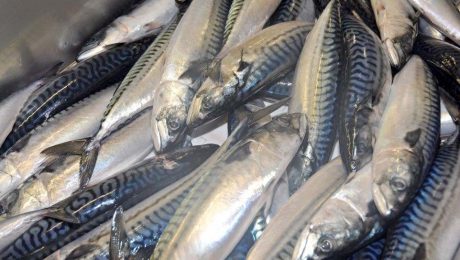 Tax changes a threat to business growth and stability, say Scottish seafood processors