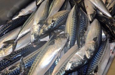 Scottish fishermen criticise downgrade in mackerel rating
