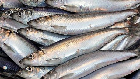 Scottish summer herring season now underway