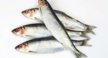 Fascinating facts on North Sea herring
