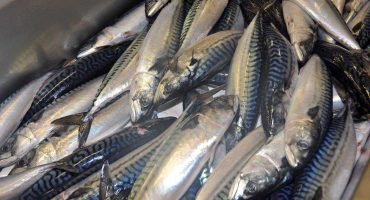 Sourcing statement from International Fish Canners Ltd:Nor Sea Foods Ltd