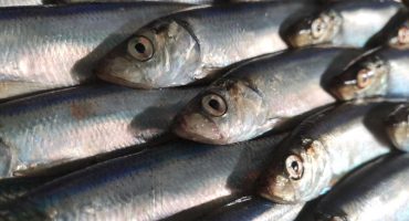 Scottish North Sea herring fishery gathers pace