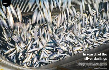 In search of the silver darlings