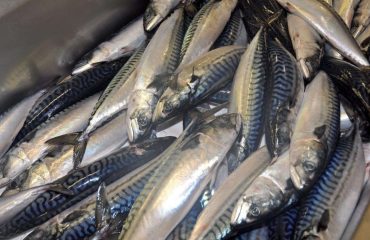 New sharing deal for mackerel but Scottish fishermen call for comprehensive agreement