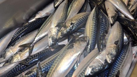 New sharing deal for mackerel but Scottish fishermen call for comprehensive agreement