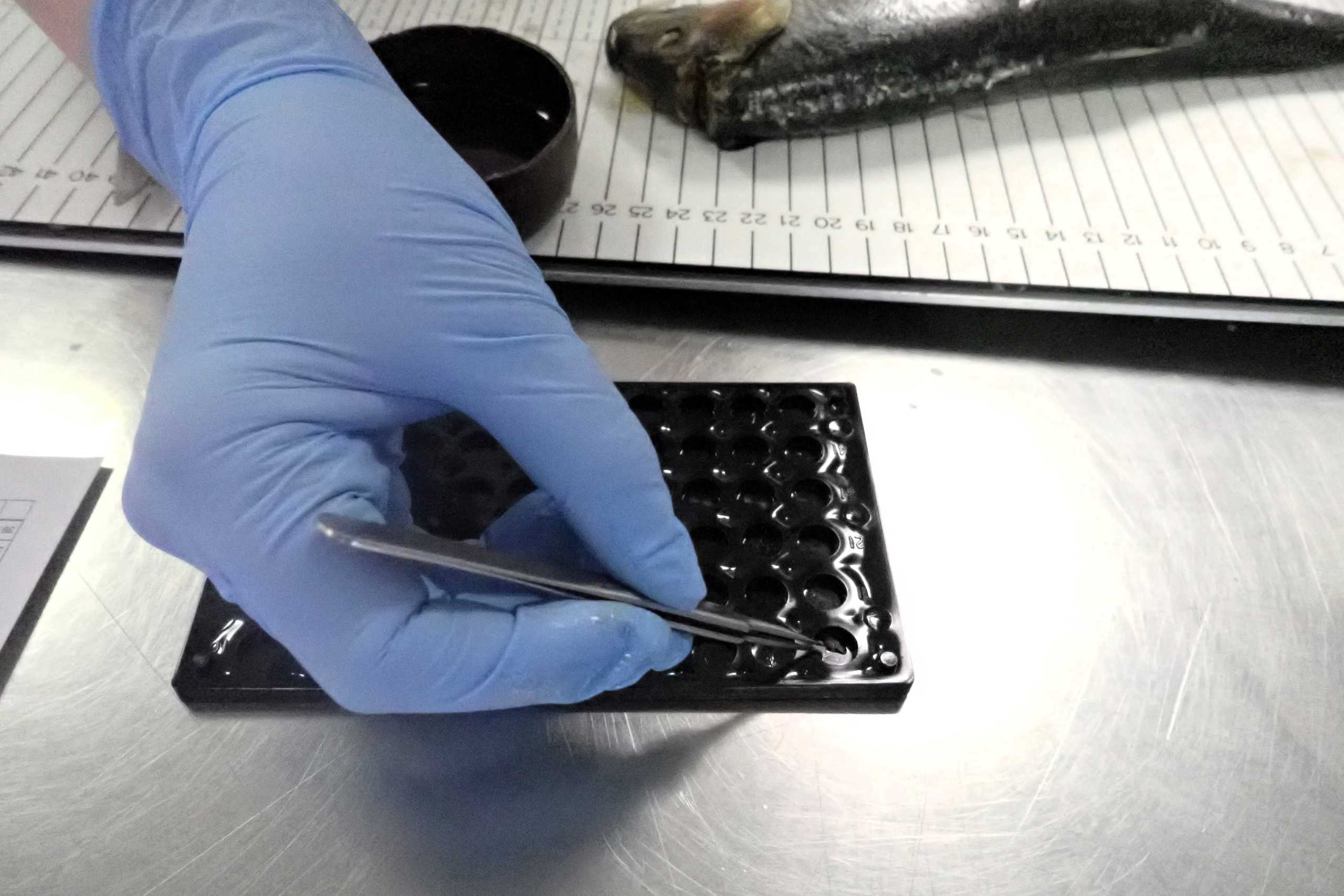 MoU agreed for Scottish pelagic data collection programme MoU agreed for Scottish pelagic data collection programme