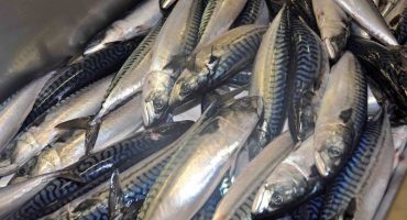 Scottish Pelagic Processors Association comments on Waitrose mackerel decision