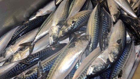 Scottish Pelagic Processors Association comments on Waitrose mackerel decision