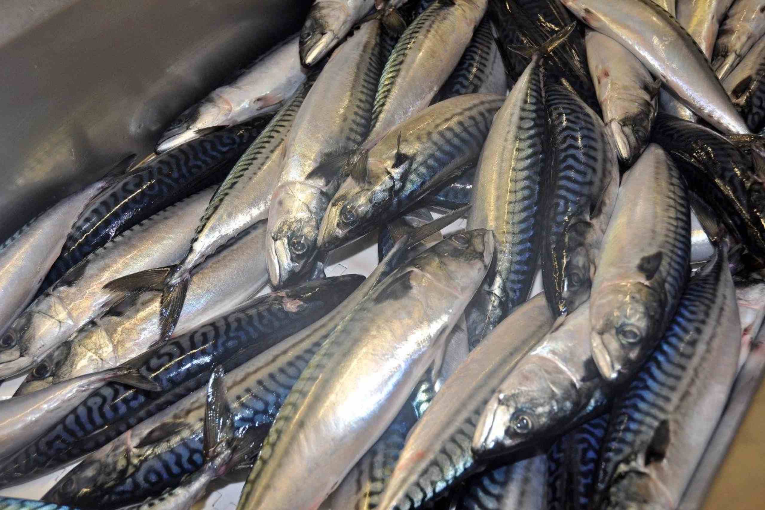 Scottish Pelagic Processors Association comments on Waitrose mackerel decision