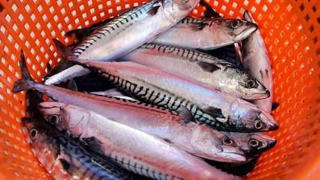 Scottish pelagic sector disappointed over Waitrose move