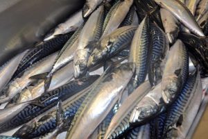 UK mackerel industry criticises MCS rating