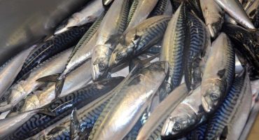 UK mackerel industry criticises MCS rating UK mackerel industry criticises MCS rating