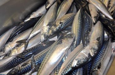 UK mackerel industry criticises MCS rating